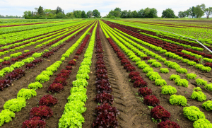 champ salades